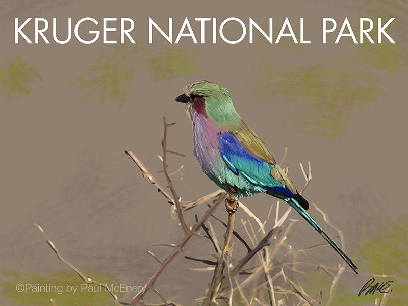 Kruger National Park by Paul McEnery digital painting of bright coloured bird on branches, with Kruger National Park copy at the top
